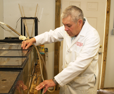 Richard Lee works with the tanks containing crabs and grass shrimp in his laboratory at Skidaway Institute of Oceanography.