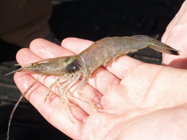 Shrimp with Black Gill.