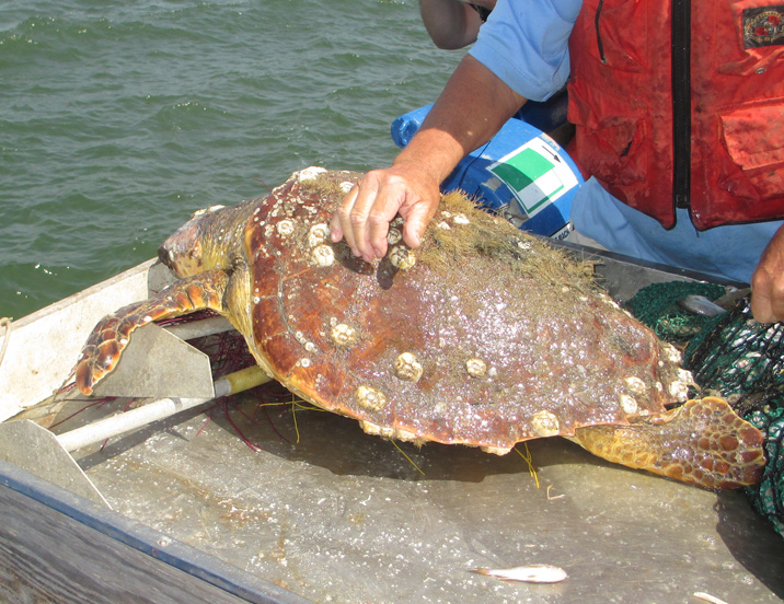 A juvenile loggerhead sea turtle. 