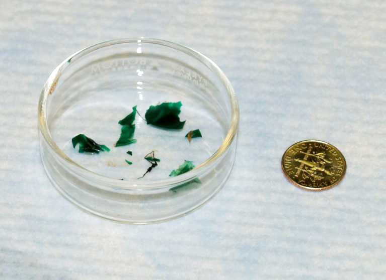 A few pieces of microplastic collected from the Georgia coast.