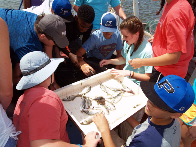 Students from Pierce County Middle School sort through the results of a trawl as part of an education program at the UGA Marine Education Center and Aquarium.