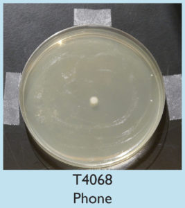 A Petri dish with clear agar showing a single small white bacterial colony in the center. The image background is black, with T4068 Phone labeled below the dish.