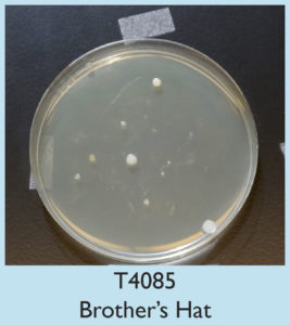 A petri dish with several small white bacterial colonies growing on a clear agar surface. The label below reads T4085 Brother’s Hat on a light blue background.