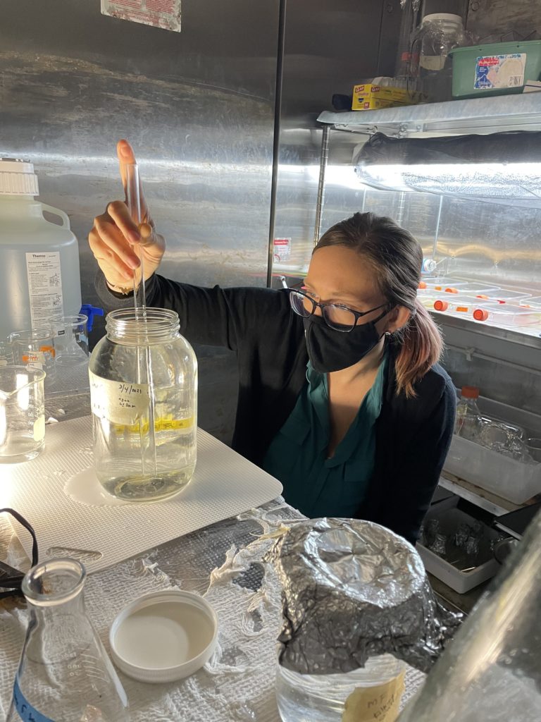 Removing a sample of water from a culture jar with a glass pipette.