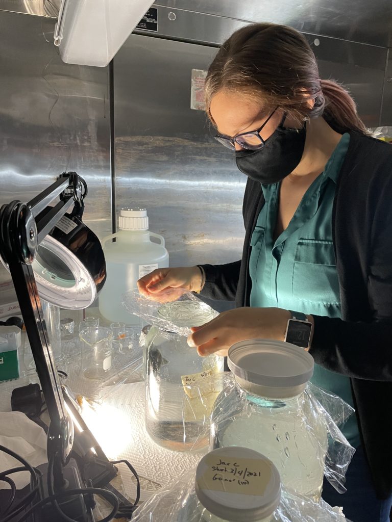 Placing plastic wrap over the water surface before securing the lid on a doliolid culture jar.