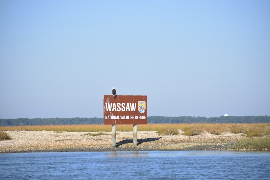 A bald eagle sits on the Wassaw National Wildlife Refuge sign. 