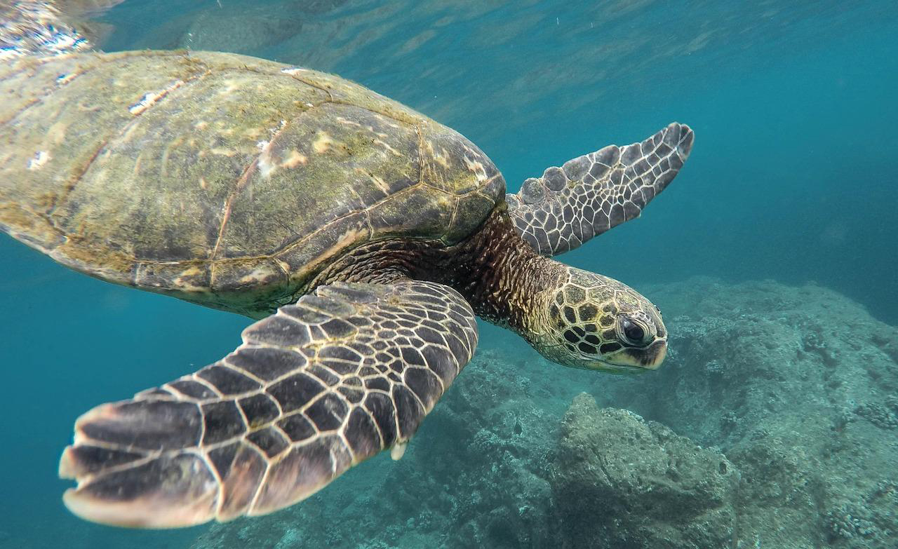 A sea turtle swims underwater near a rocky ocean floor, its flippers extended and patterned shell and head clearly visible against the blue water.