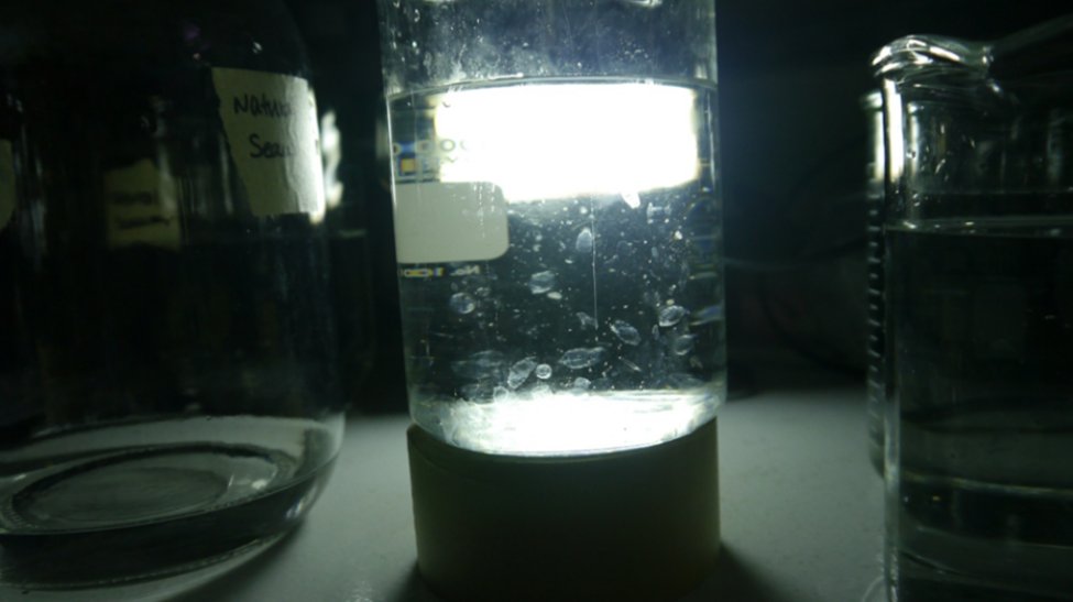 A clear container with jellyfish-like creatures is illuminated from behind, sitting between two other glass containers, one filled with clear liquid and one partially visible. The background is dark.